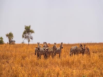 中国和乌干达将共同打击非法野生动植物贸易